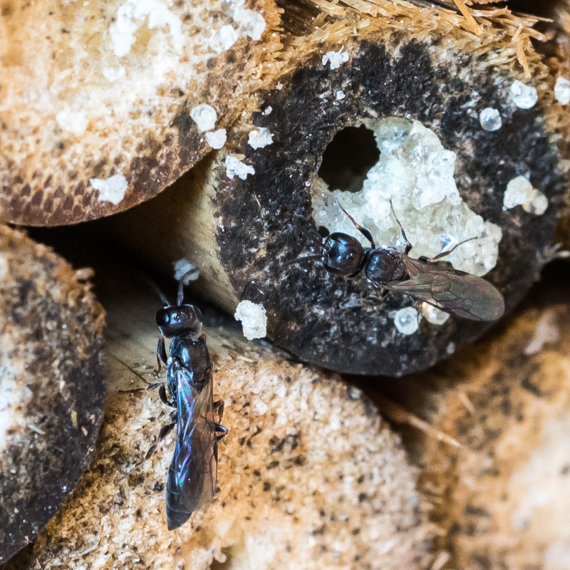 Welches Tier räubert im Insektenhotel?